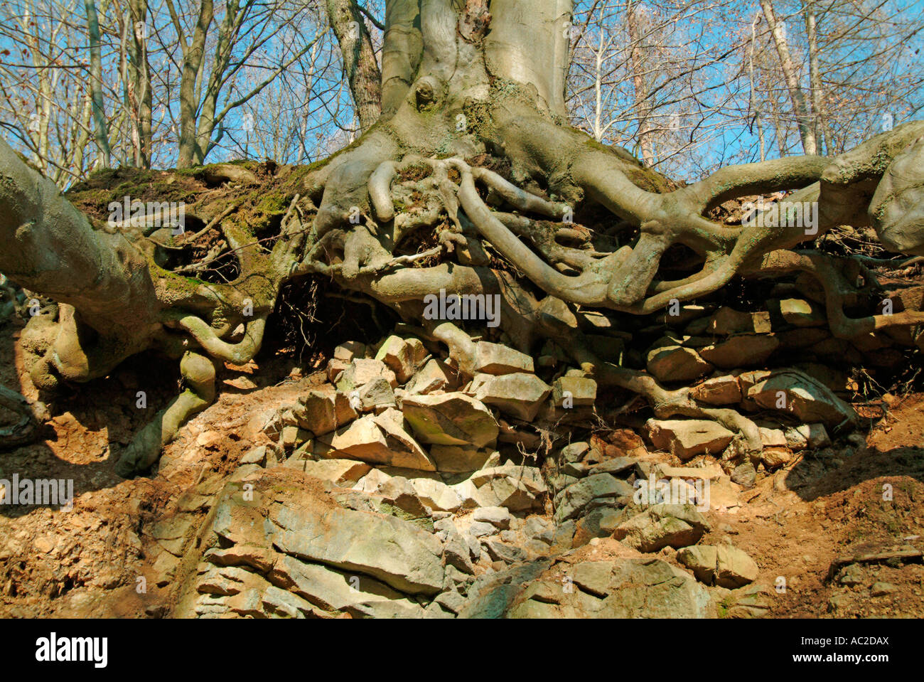 Buchen mit starken Wurzeln am steilen Hang im Wald Deutschland Hessen Stockfoto
