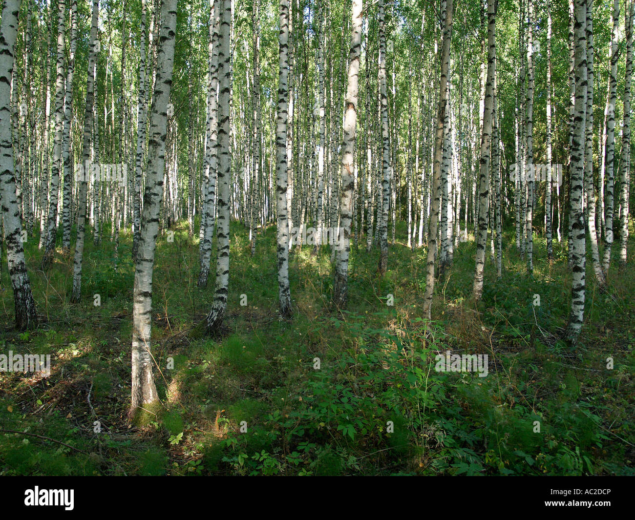 Birkenholz im Sommer in Finnland Skandinavien Stockfoto