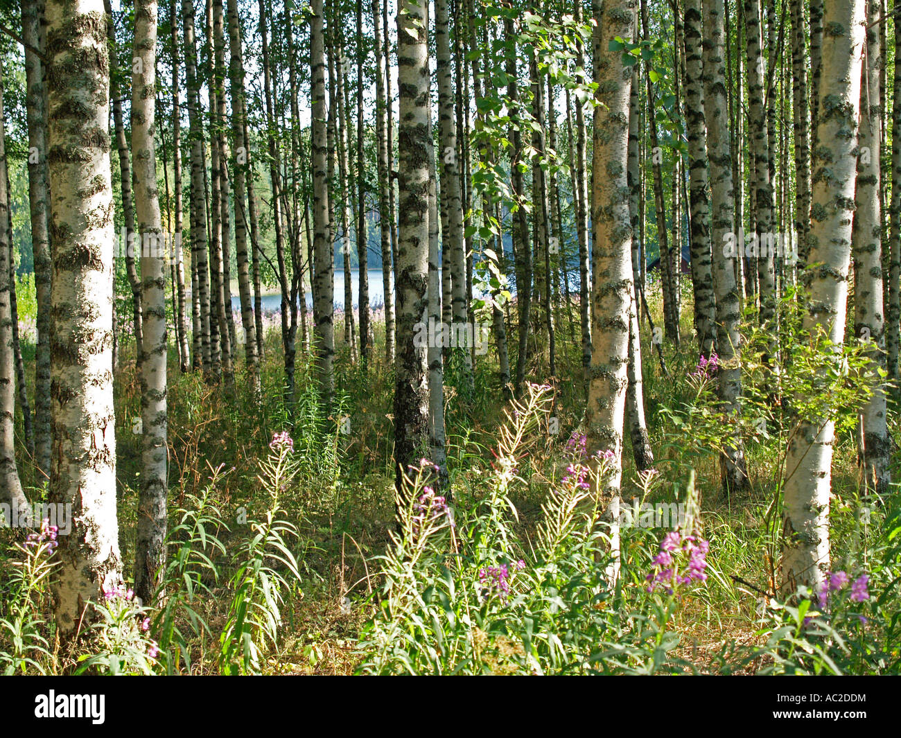 Birkenholz im Sommer in Finnland Skandinavien Stockfoto