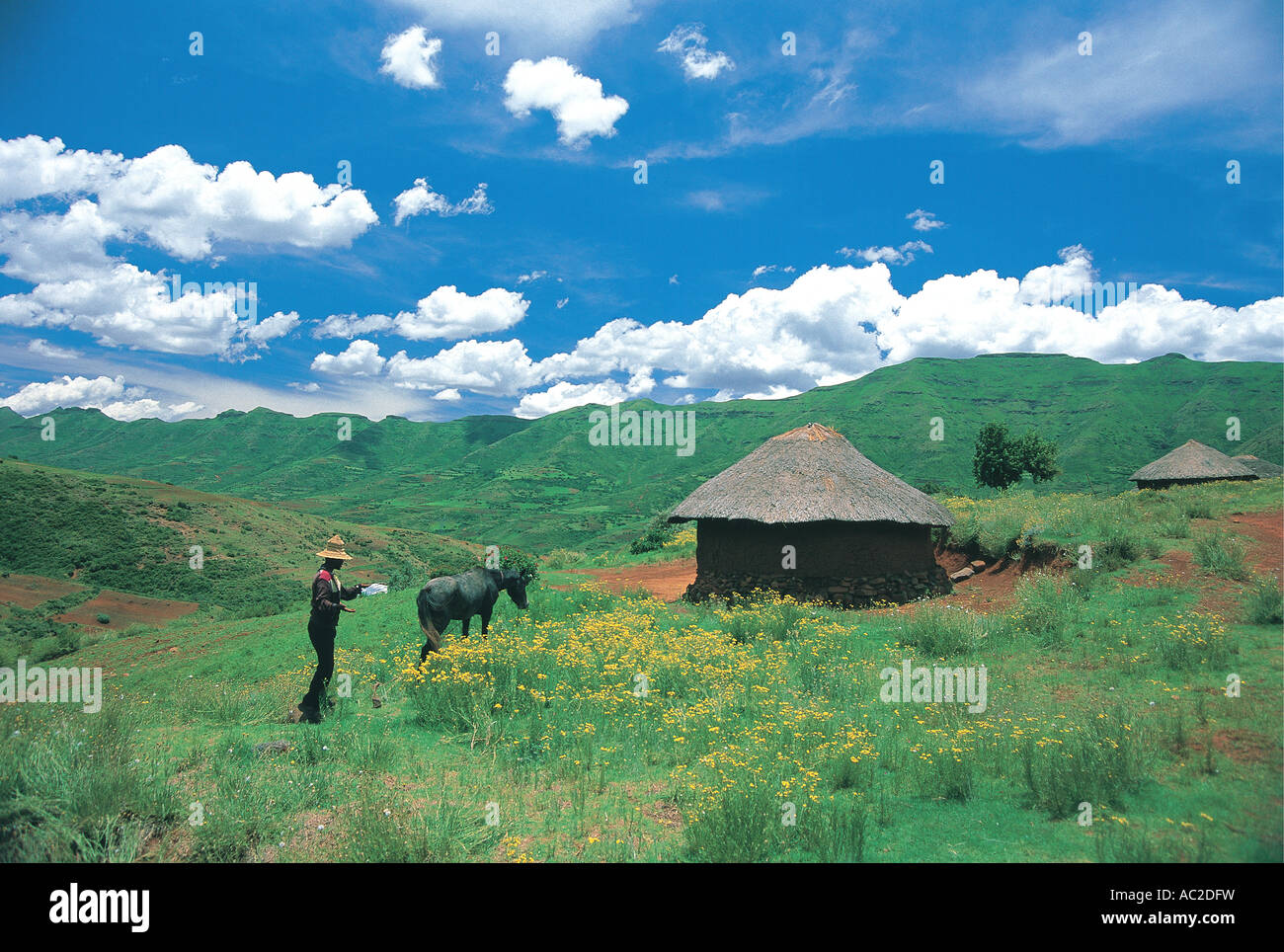 Basotho-Mann mit seinem Pony und Hütte im üppigen Sommer grünen Rasen in Berg Königreich von Lesotho Hinweis typische konische Hut Stockfoto