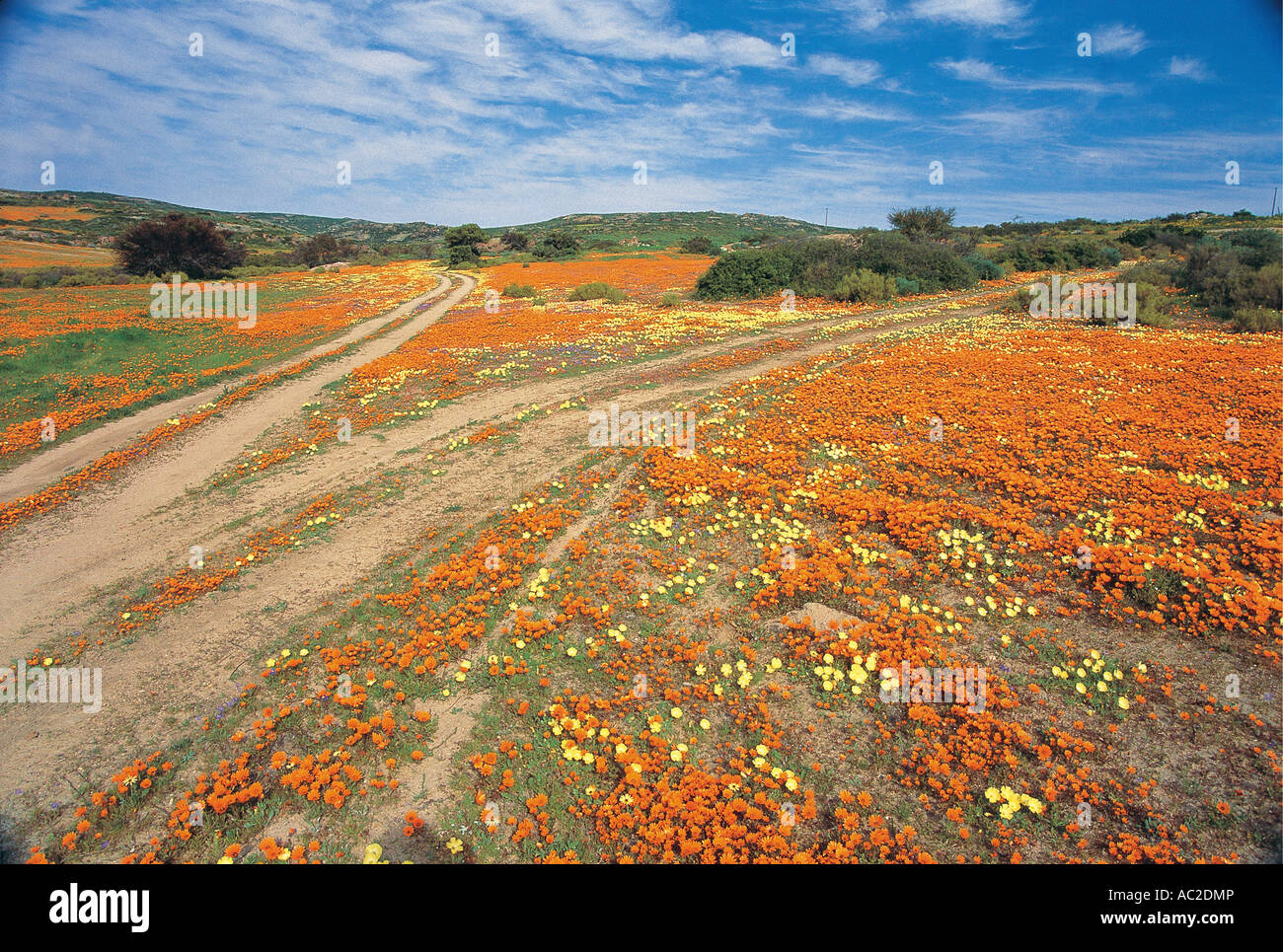 Titel Throush eine Fülle von Frühlingsblumen einschließlich Namaqualand Gänseblümchen Namaqualand in Südafrika Stockfoto