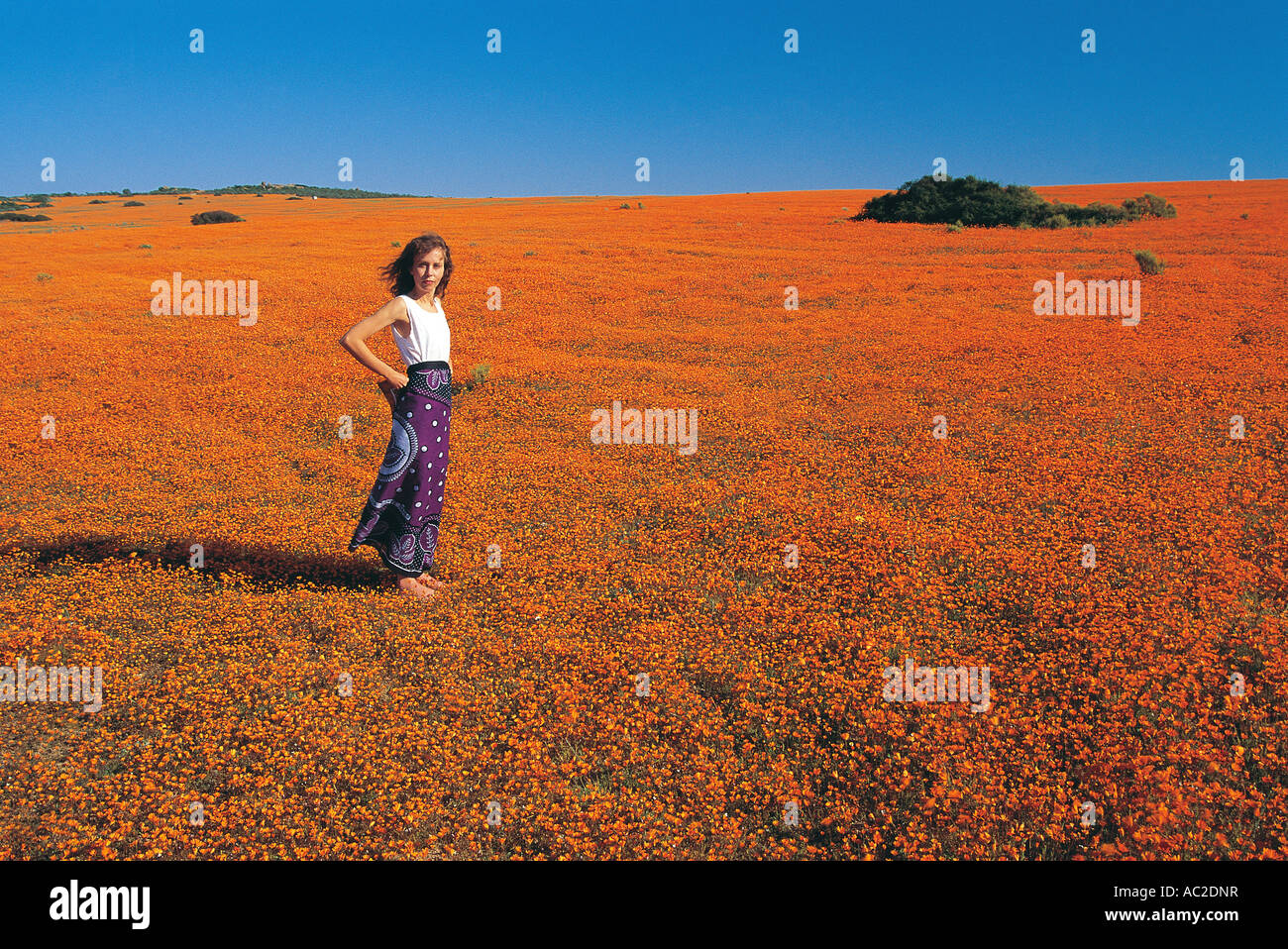 Eine hübsche weiße junge Frau unter weiten des Namaqualandes Gänseblümchen Südafrika Stockfoto