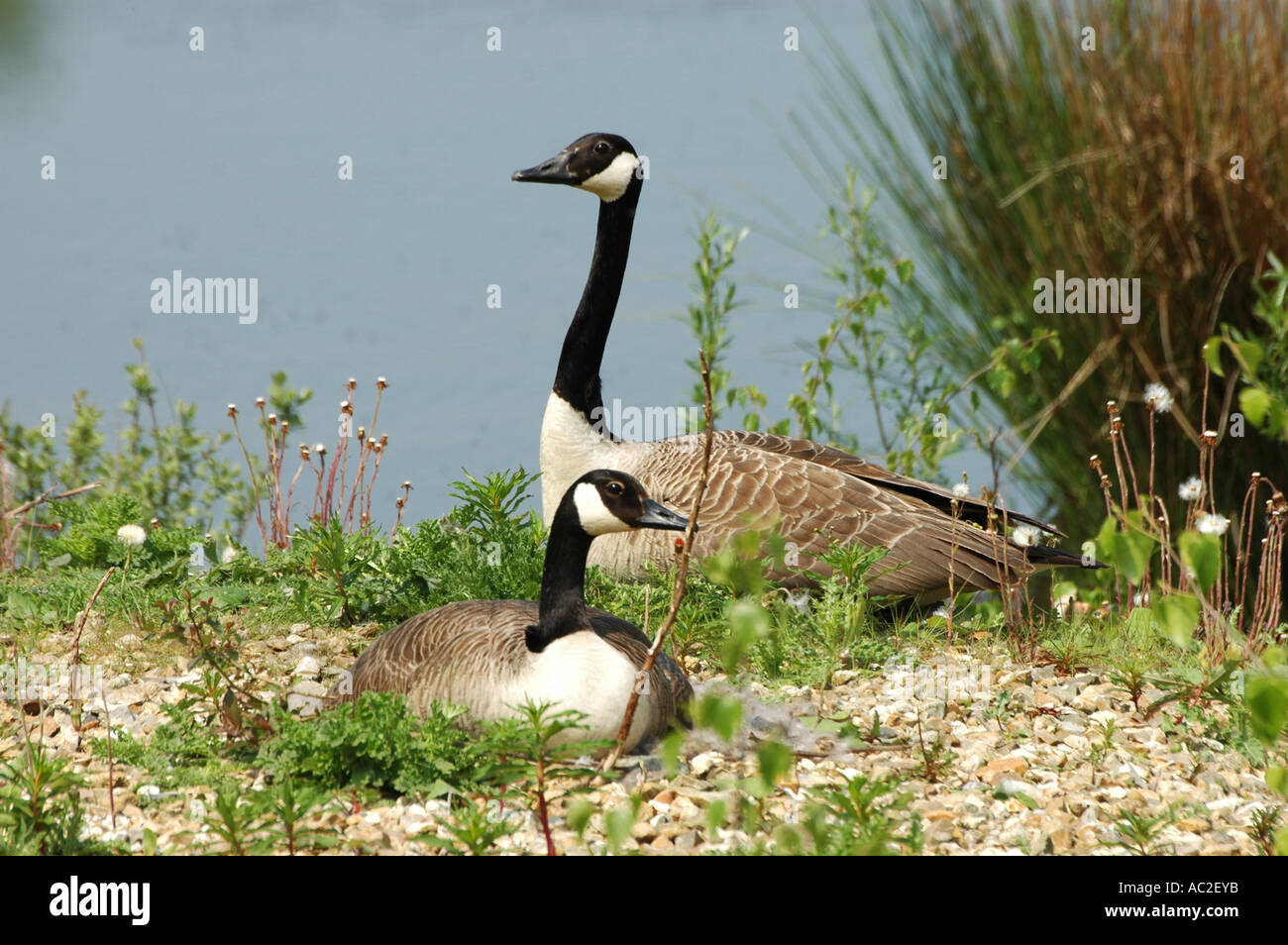 Paar Kanadagänse mit weiblichen Inkubation Eiern im Nest und Männchen auf der Hut Stockfoto