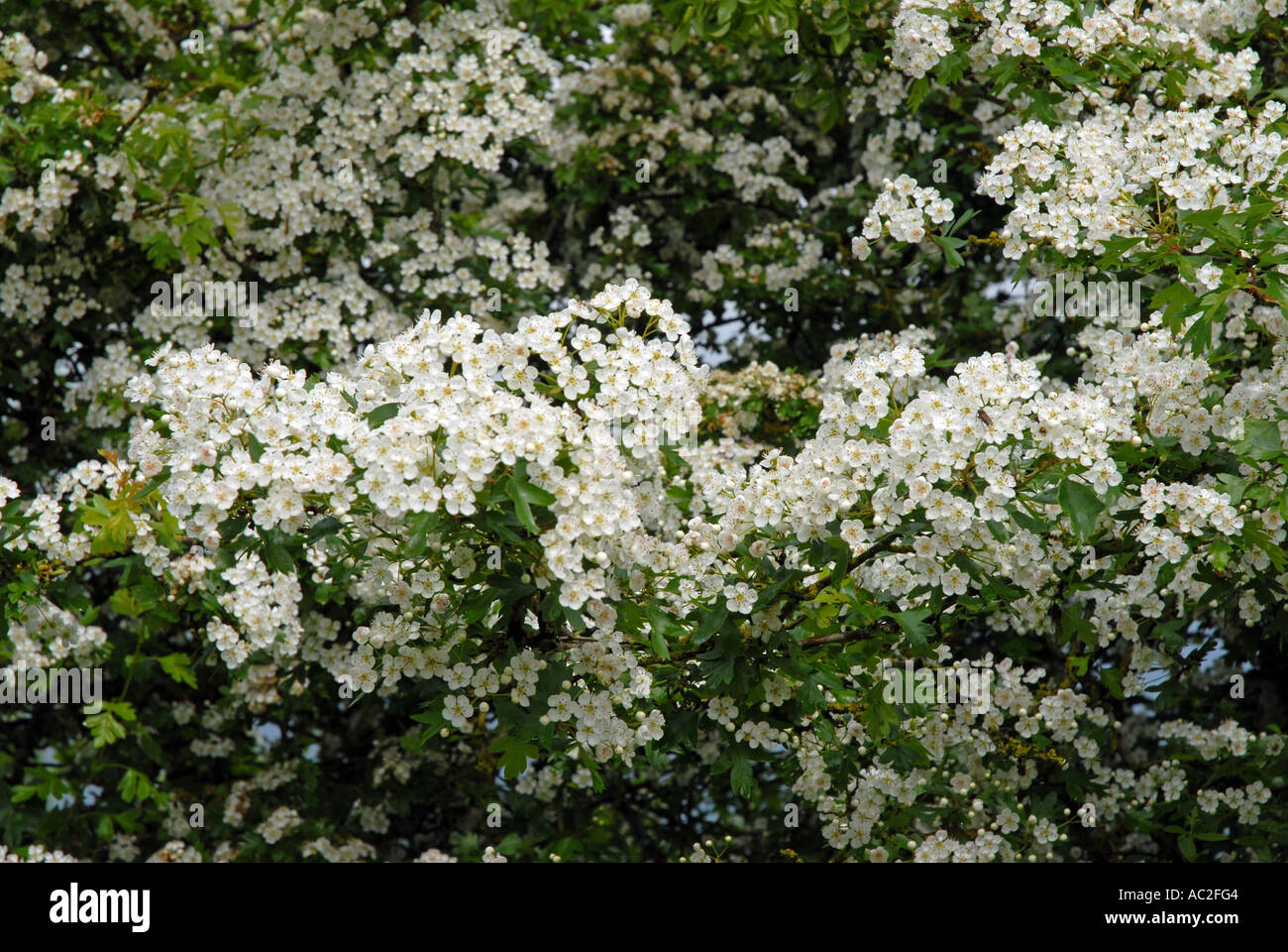 Weissdorn Blüte Nahaufnahme auf Masse von Blumen Stockfoto