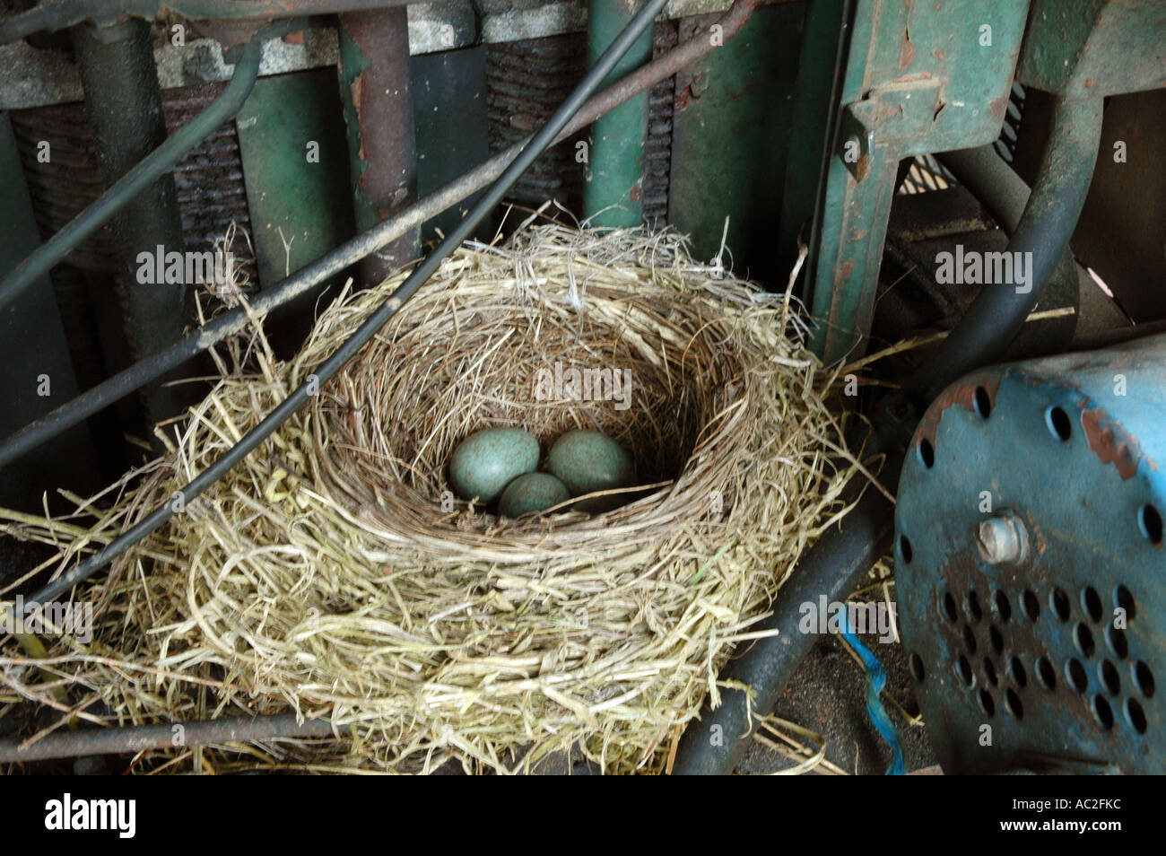 Amsel Nest befindet sich im alten Maschinen Stockfoto