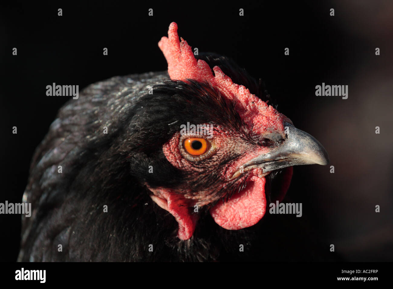 Scots plumpen Huhn in Culross Schlossgarten, Fife. Stockfoto