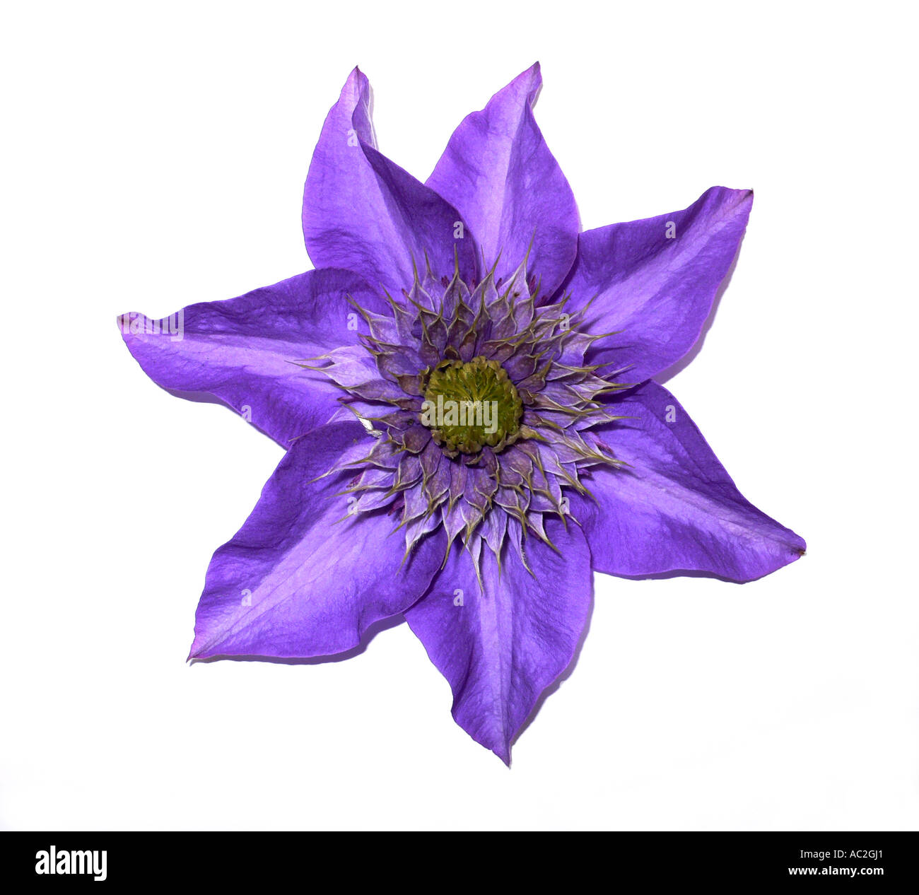 Clematis Multi Blue Stockfoto