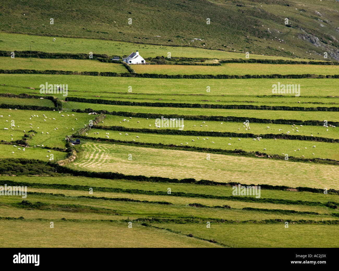 Felder, Trockenmauer und Farm nahe der Spitze der Halbinsel Lleyn Stockfoto