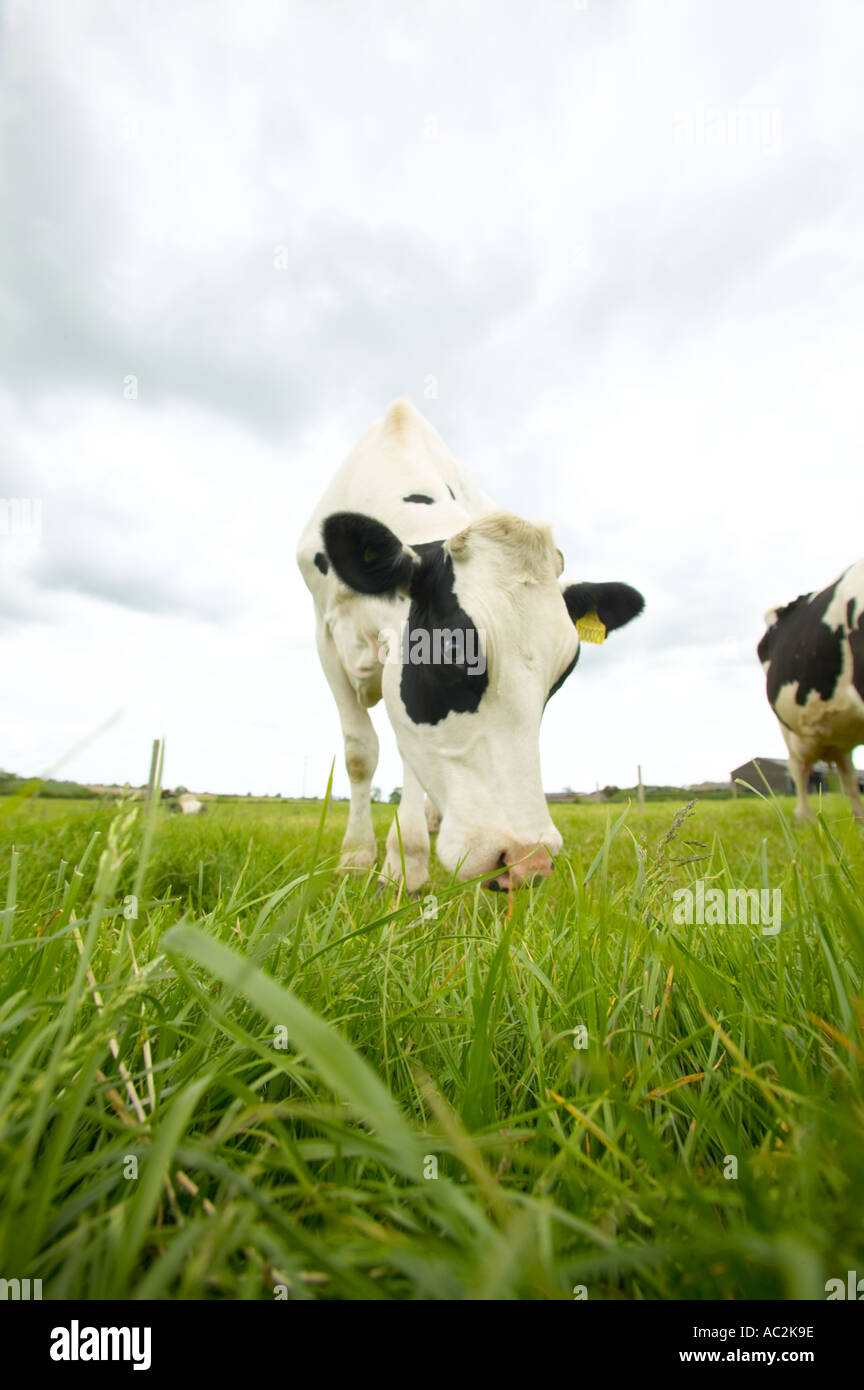 Holstein friesian -Fotos und -Bildmaterial in hoher Auflösung – Alamy