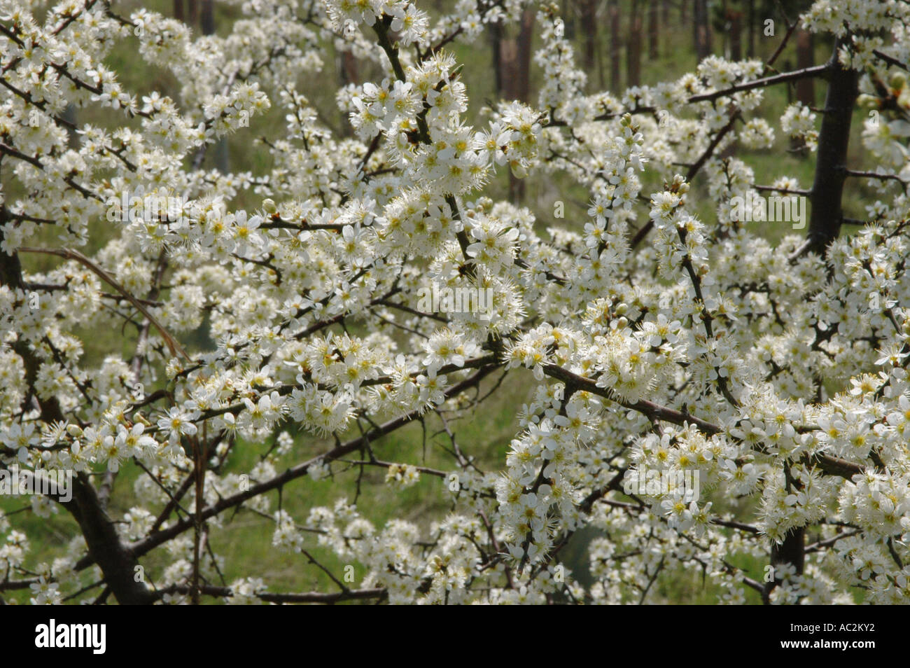 Blackthorn Blüte hautnah Stockfoto