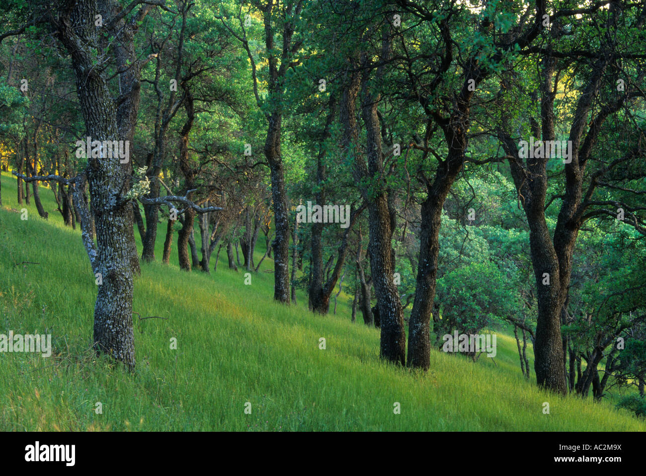 Grünen Wald in Castle Rock Regional Park, Contra Costa County, Kalifornien, USA Stockfoto