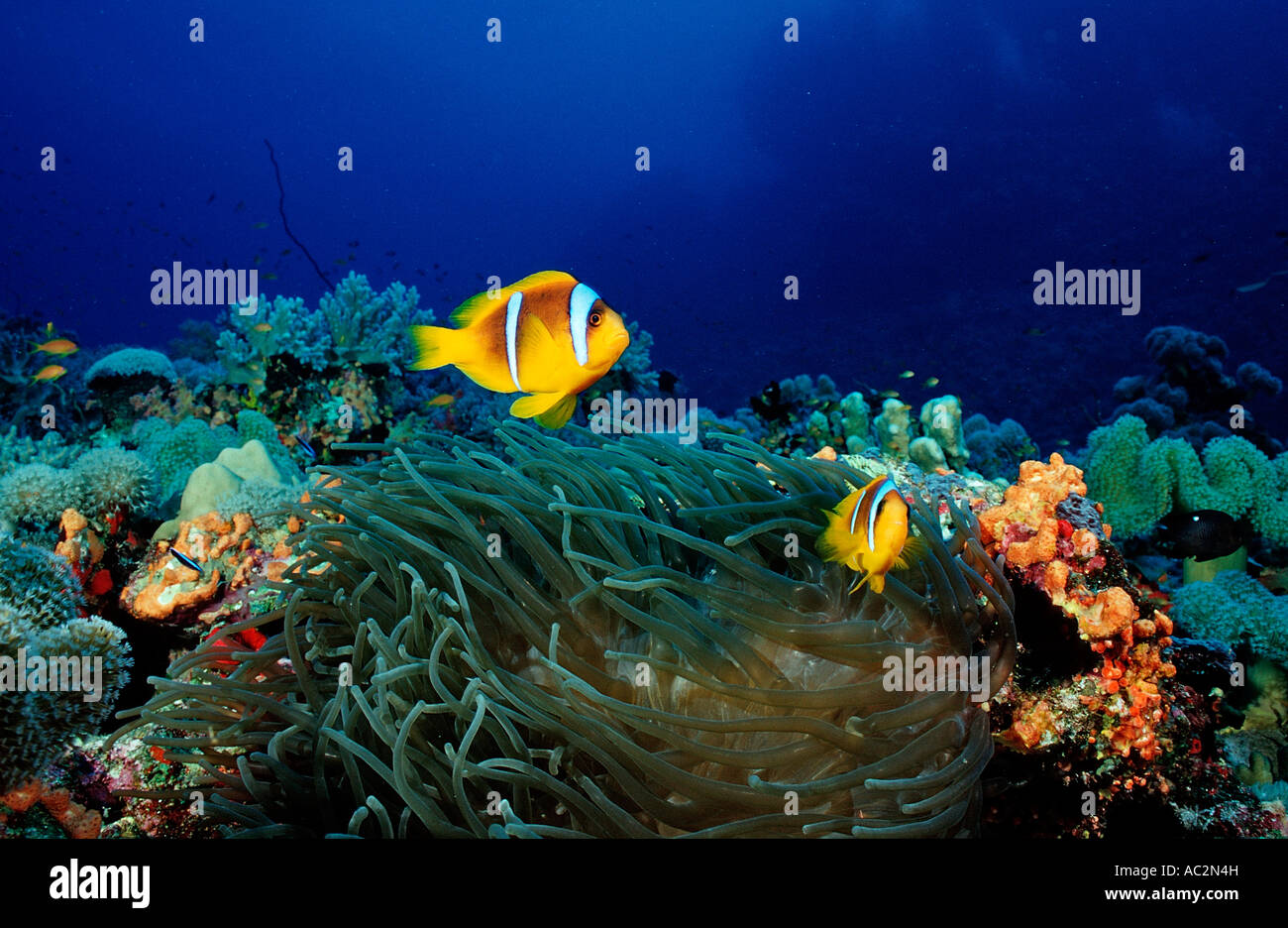 Zwei Twobar Anemone Fische Amphiprion Bicinctus Sudan Afrika Rotes Meer Stockfoto