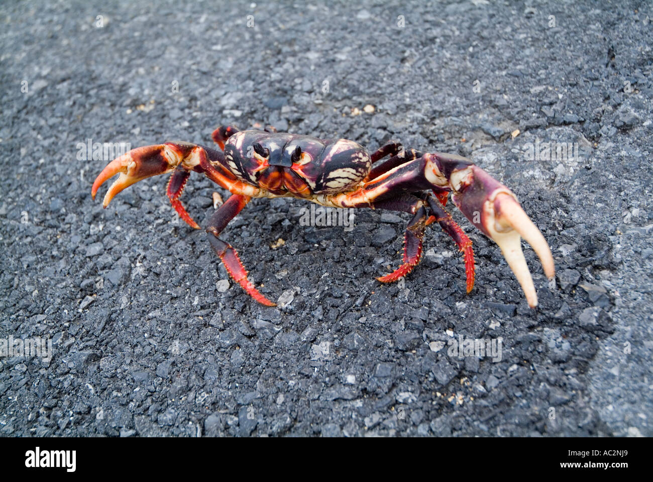 Einen roten Landkrabben (Gecarcinus Lateralis) auf der Straße nach Maria la Gorda, Kuba. Stockfoto