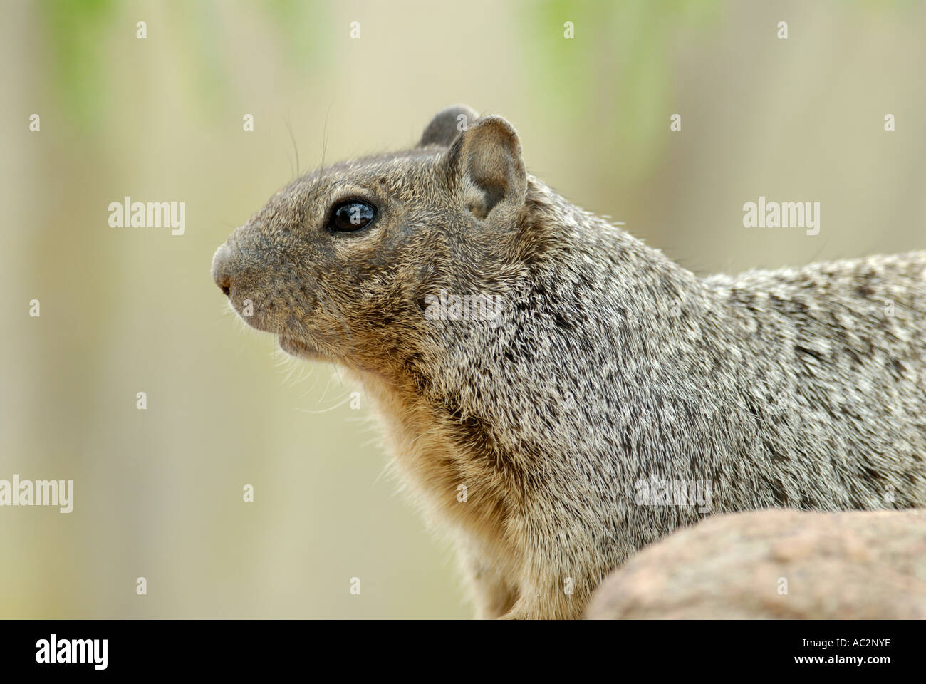 Rock Eichhörnchen, Citellus Variegatus, Nahaufnahme des Kopfes und der Brust, Suche Warnung Stockfoto