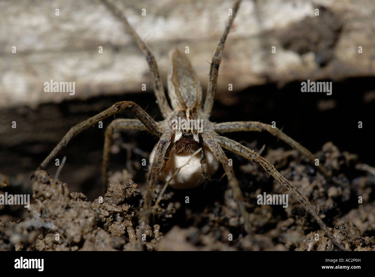 Baumschule Netz Spinne, Pisaura mirabilis trägt Eiersack, Wales, Großbritannien. Stockfoto
