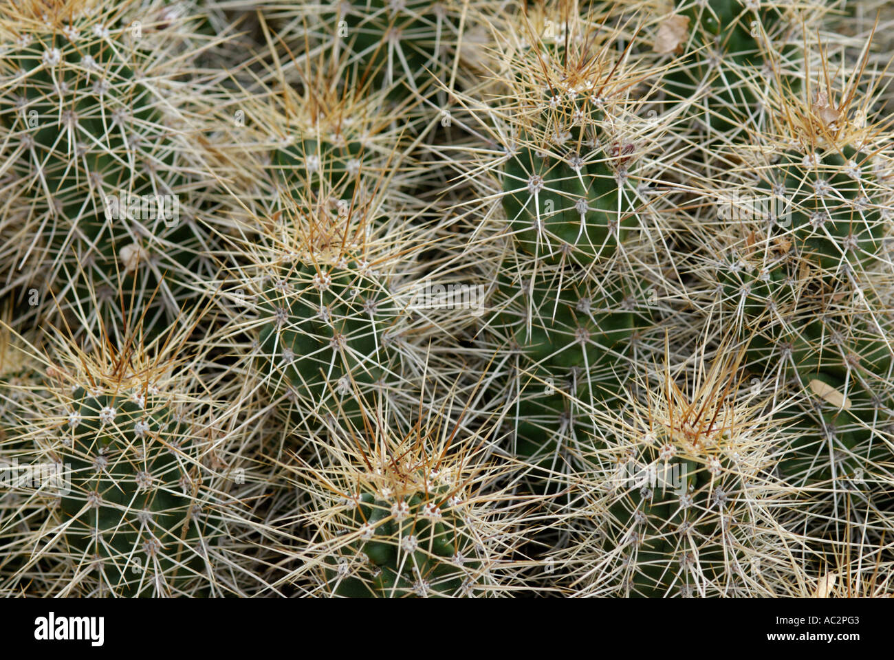 Stacheln und kaktus -Fotos und -Bildmaterial in hoher Auflsung  Alamy