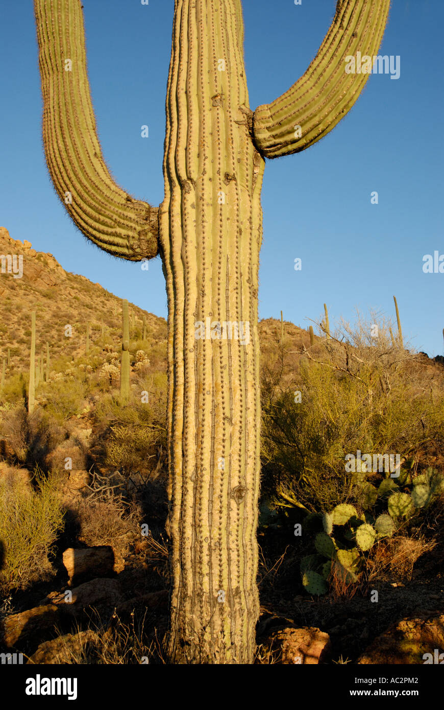 Saguaro Kaktus Carnegiea Gigantea, mit zwei Armen, bergige Wüste Hintergrund, Sonora-Wüste, Südwesten der USA Stockfoto