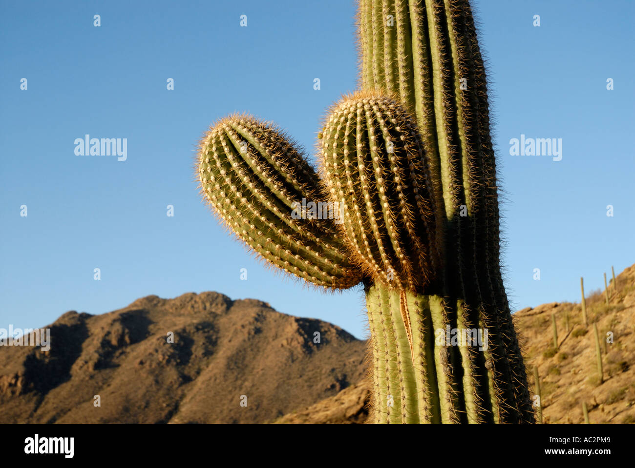 Saguaro Kaktus Carnegiea Gigantea, mit zwei jungen neue Waffen, Gebirgshintergrund, blauer Himmel, Sonora-Wüste, Südwesten der USA Stockfoto