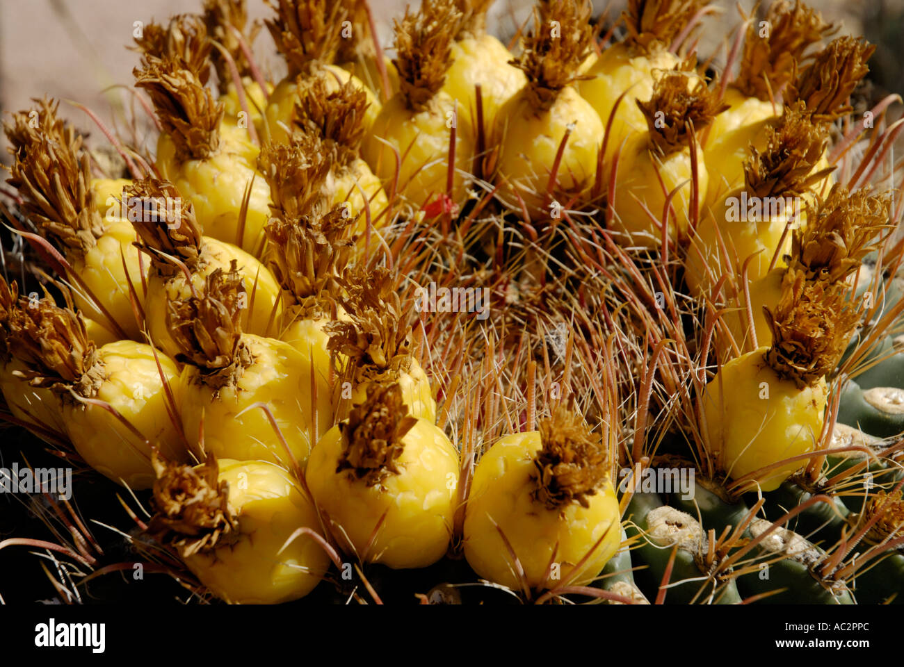 Barrel Cactus, Ferocactus Wislizenii mit fleischigen eßbaren gelbe Früchte Stockfoto
