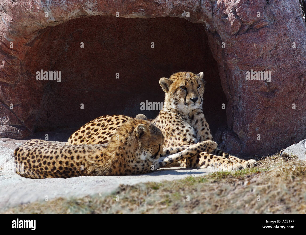 Männliche und weibliche Gepard liegend an der den Stockfoto