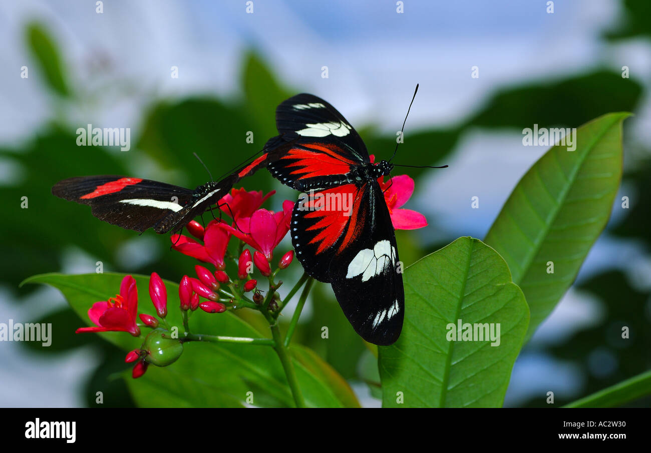 Doris Schmetterling auf Peregrina Blume mit Erato hinter Stockfoto