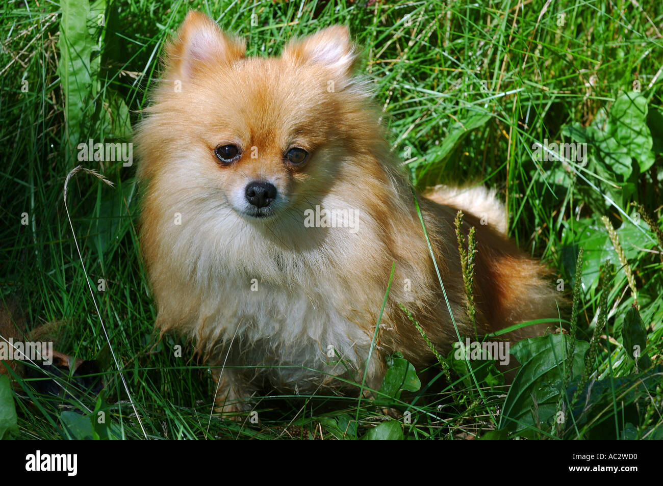 Kleiner foxy Pommerschen Hund in hohe Gräser Stockfotografie - Alamy