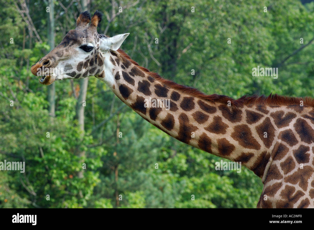 Hals und Kopf des kauen Giraffe Toronto zoo Stockfoto