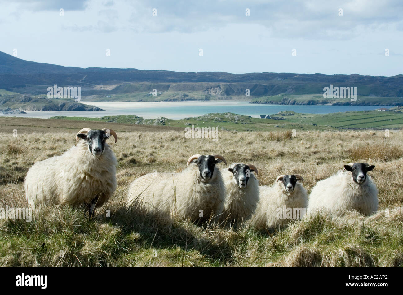 Blackface Schafe, Ovis Aries, Lewis, äußeren Hebriden, Western Isles, Schottland, UK Stockfoto