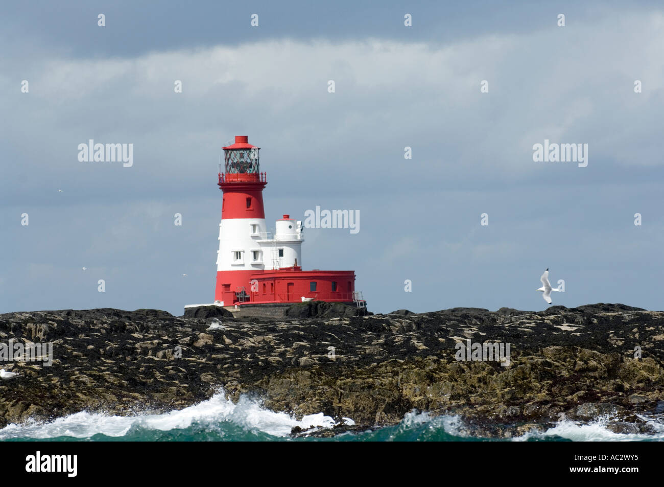 Longstone Leuchtturm mit fliegenden Vogel, Farne Islands, Northumberland Küste, England, UK, Europa Stockfoto