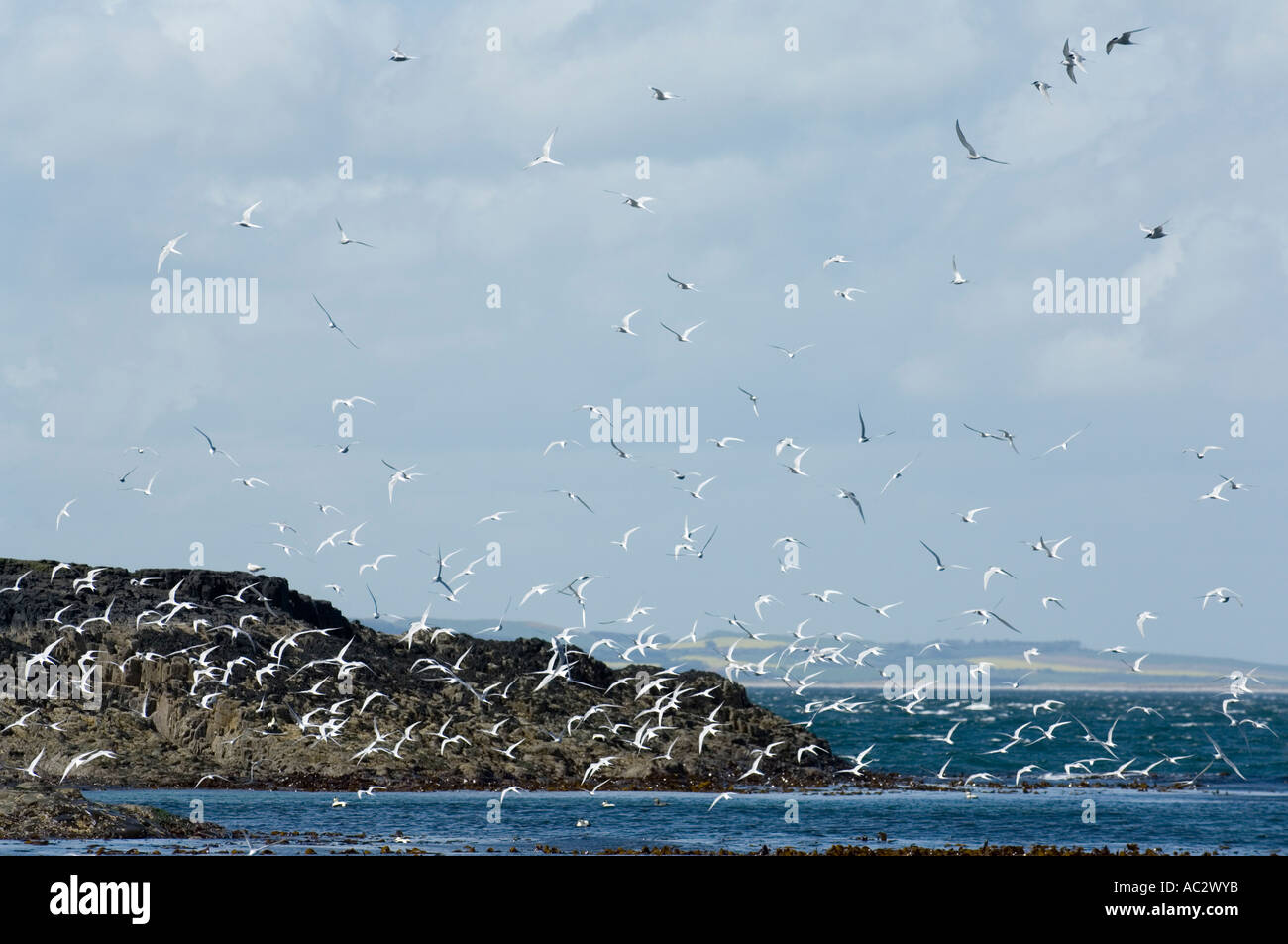 Vogelschwarm in der Luft über die Farne Islands, Northumberland, England, UK, Europa Stockfoto