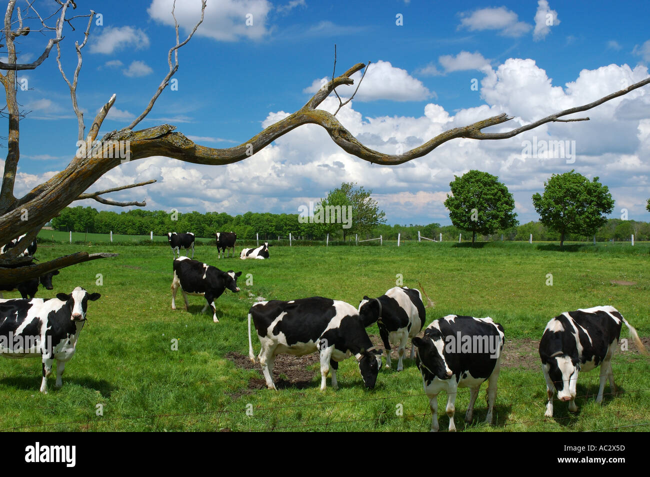 Holstein Kühe im grünen Feld mit tot verdrehten ländlichen Ontario Baumschule Stockfoto