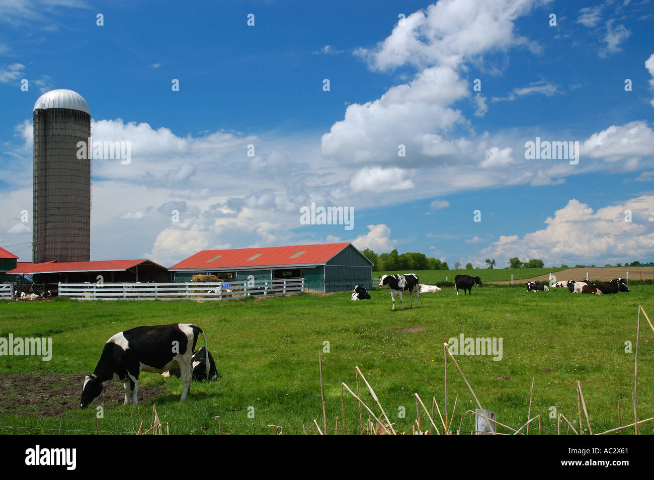 Holstein Kühe in einem Feld mit Scheune Stockfoto