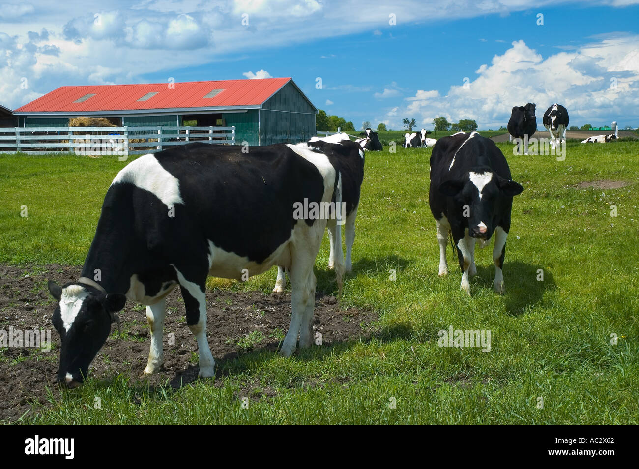 Neugierig Holstein Kühe in einem Feld mit Scheune Stockfoto