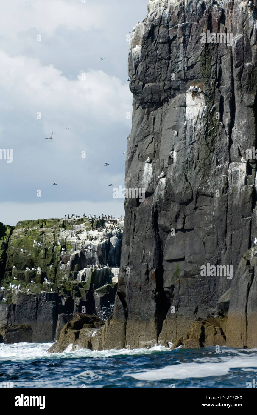 Guillemot, Uria Aalge, Farne Islands, Northumberland, Großbritannien Stockfoto