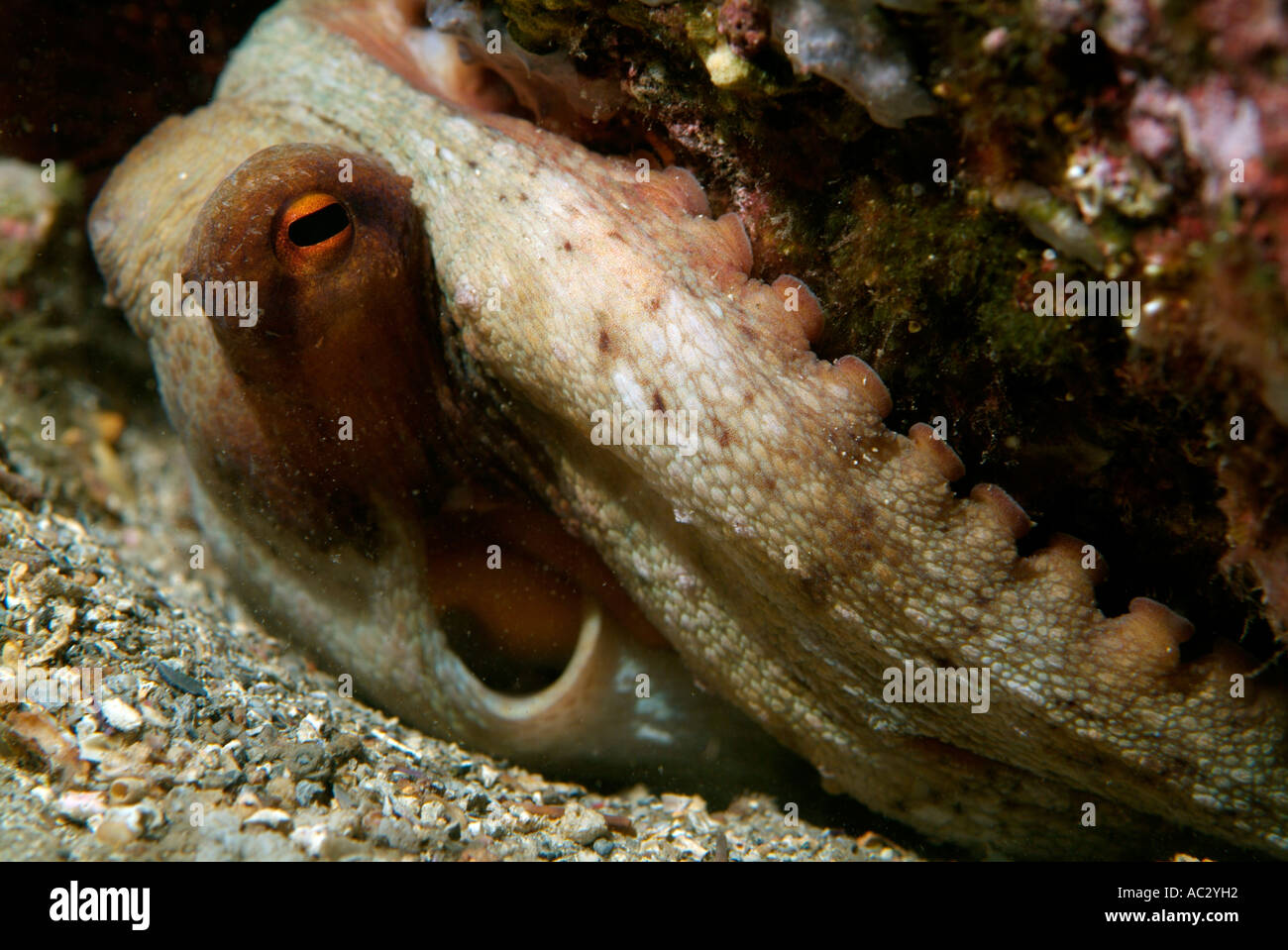 Vor der Küste Moyades, Riou Island, Frankreich - gemeinsame Octopus Vulgaris an seinem Loch Eintritt Stockfoto