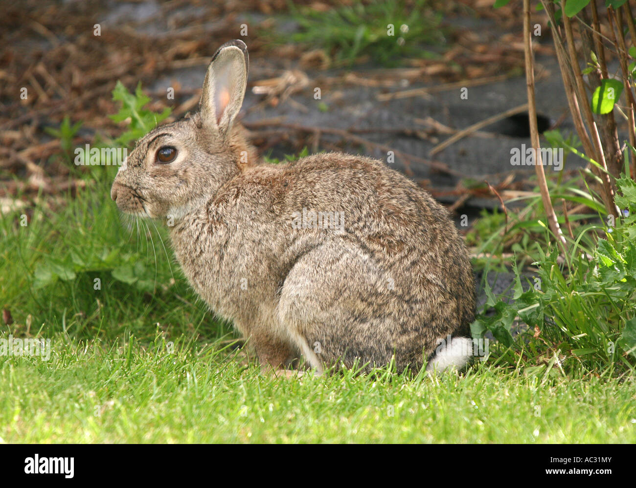 Ausgewachsene Erwachsene Weibliche Wilde Kaninchen Stockfoto Bild