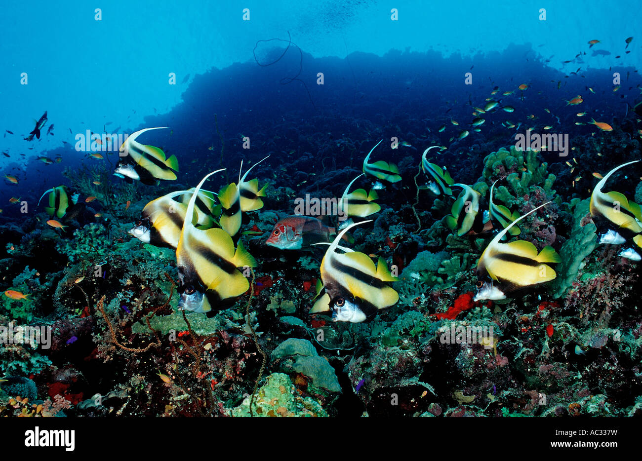 Red Sea Bannerfishes Heniochus Intermedius Sudan Afrika Rotes Meer Stockfoto