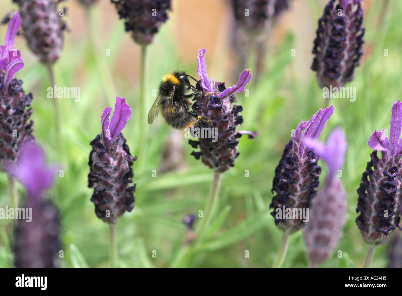 Biene auf Lavendelpflanze Stockfoto