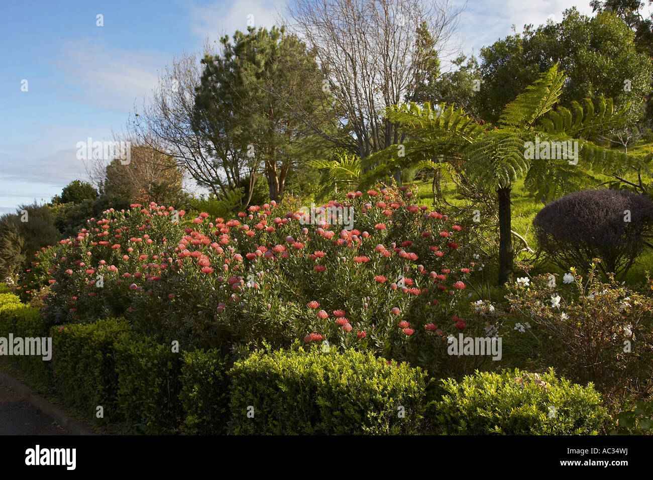 Nickend Nadelkissen, Pincushion protea (Leucospermum Cordifolium), blühen, Portugal, Madeira, Santana Stockfoto