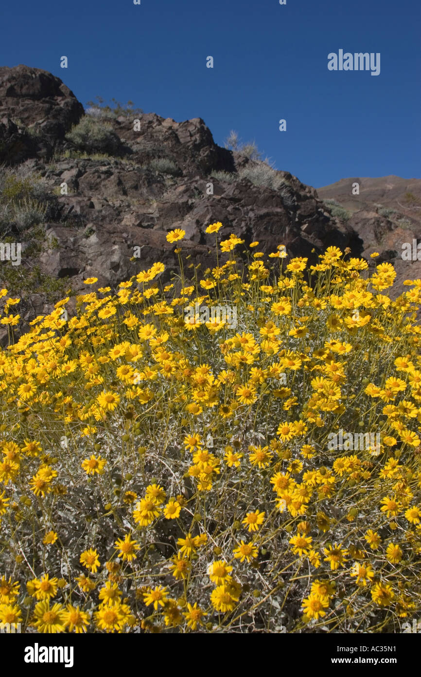 Gelbe spröde Busch (Encelia Farinosa) Wildblumen im Death Valley Nationalpark, Kalifornien, Vereinigte Staaten von Amerika Stockfoto