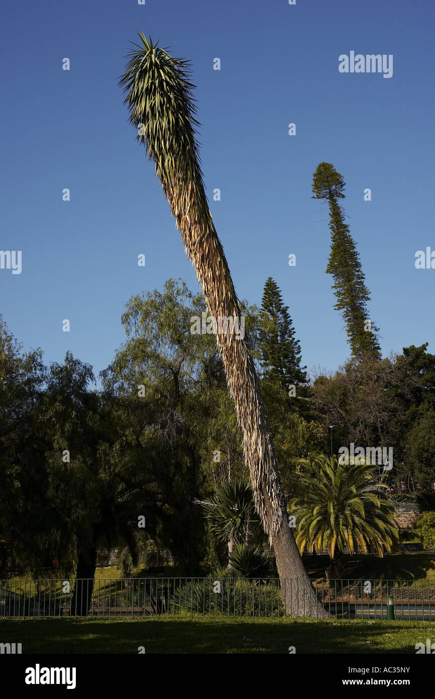 Joshua Tree (Yucca Brevifolia), in den Botanischen Garten, Portugal, Madeira, Funchal Stockfoto