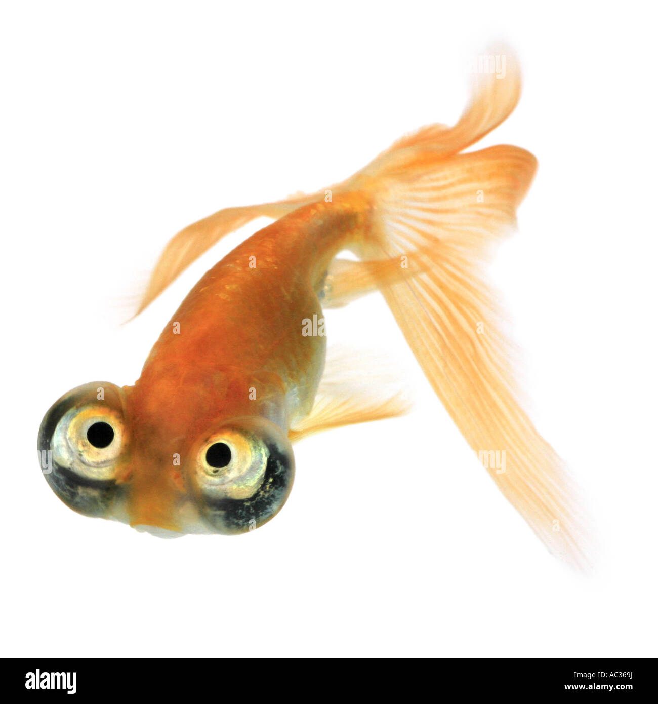 Goldfische, Karpfen, Himmelsauge Goldfisch, Celestial, Chotegan (Carassius Auratus), sucht Stockfoto