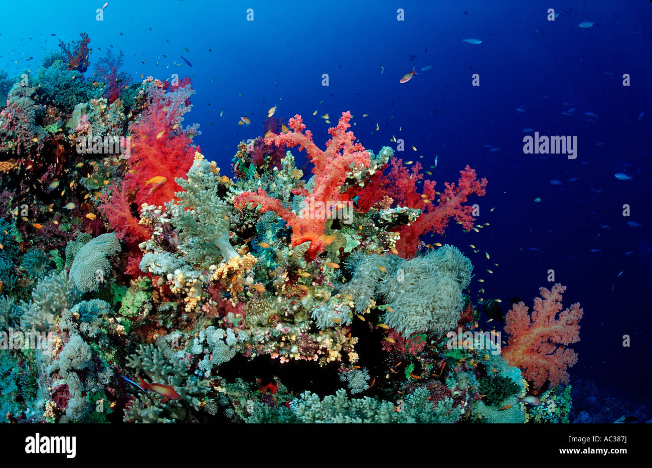 Rote Korallen Dentronephya sp Sudan Afrika Rotes Meer Stockfoto
