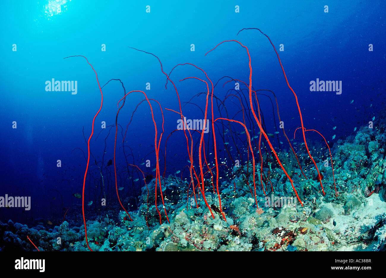 Rote Peitsche Korallen Juncella sp Sudan Afrika Rotes Meer Stockfoto