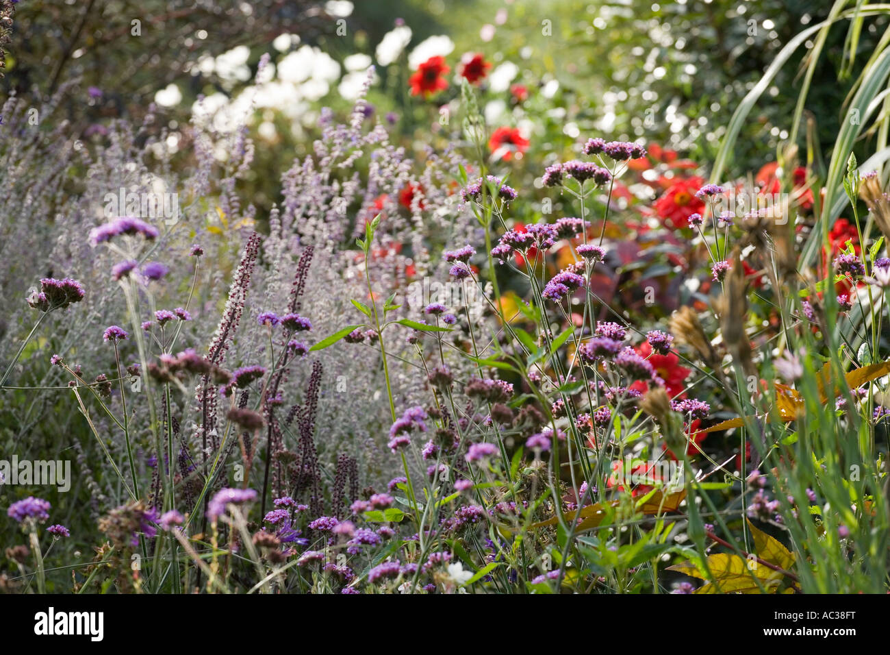 Derry Watkins Garten An Besonderen Pflanzen Stockfotos Derry