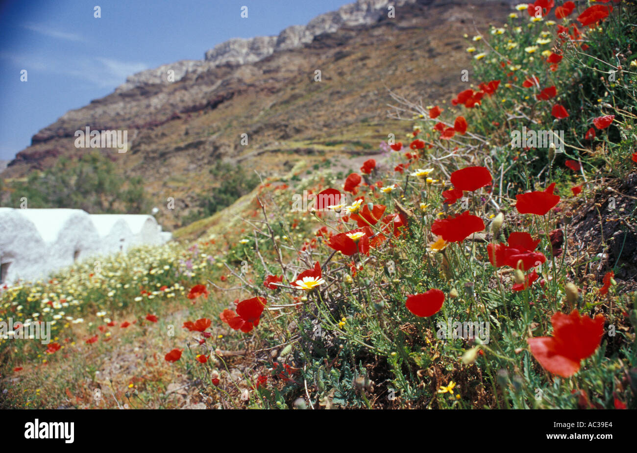 rote Mohnblumen auf Frühling Zeit Santorini Griechenland Stockfoto