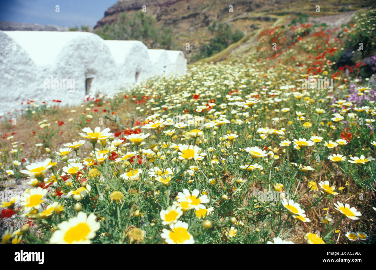 Gelbe Blüten im Frühjahr Mal Santorini Insel Griechenland Stockfoto