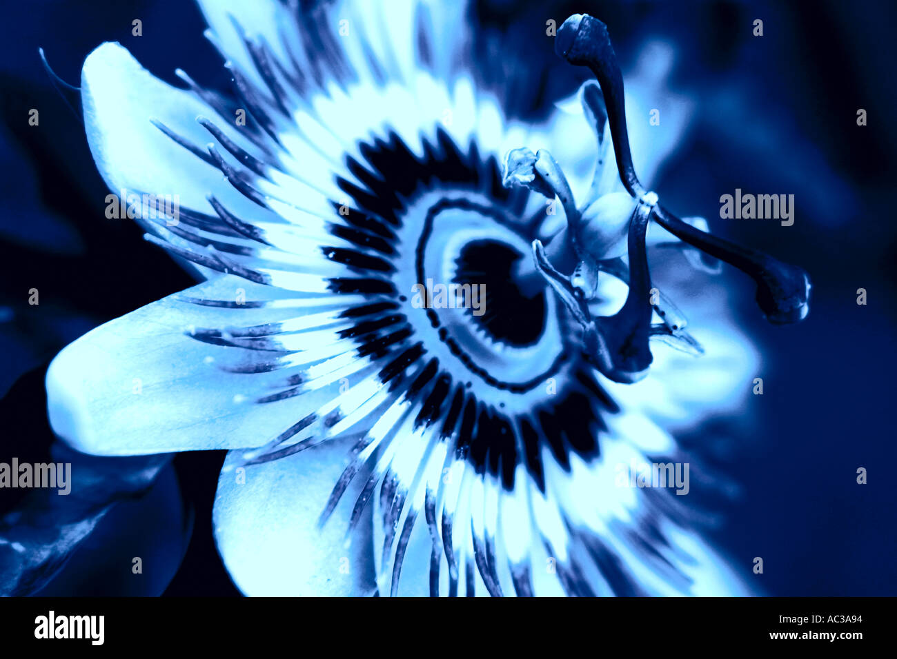 Nahaufnahme von Passionsfrucht Blume Blüte Stockfoto