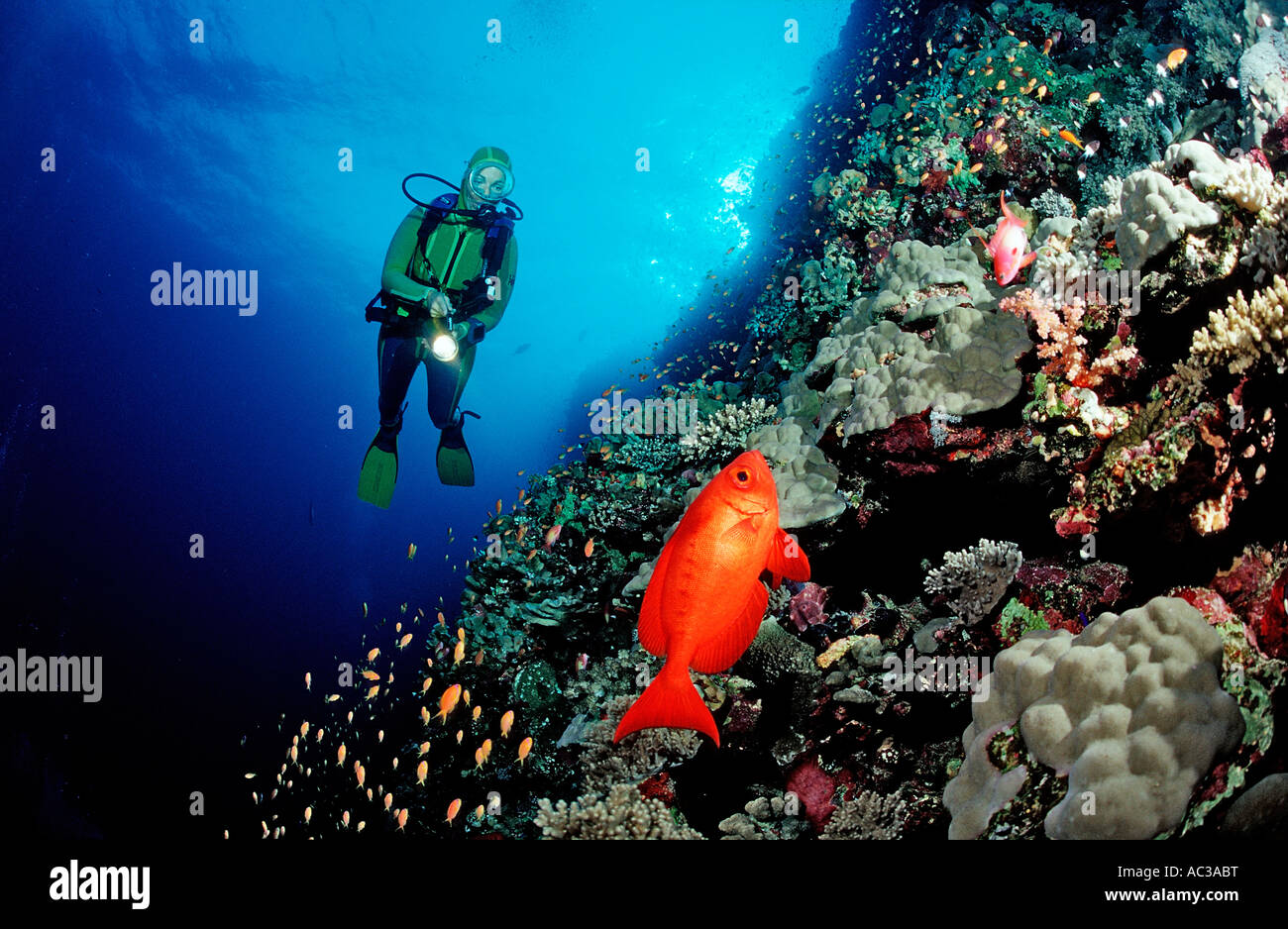 Sichelförmige Rute Großaugenthun und Taucher Priacanthus Hamrur Ägypten Rotes Meer St John s Riff Stockfoto