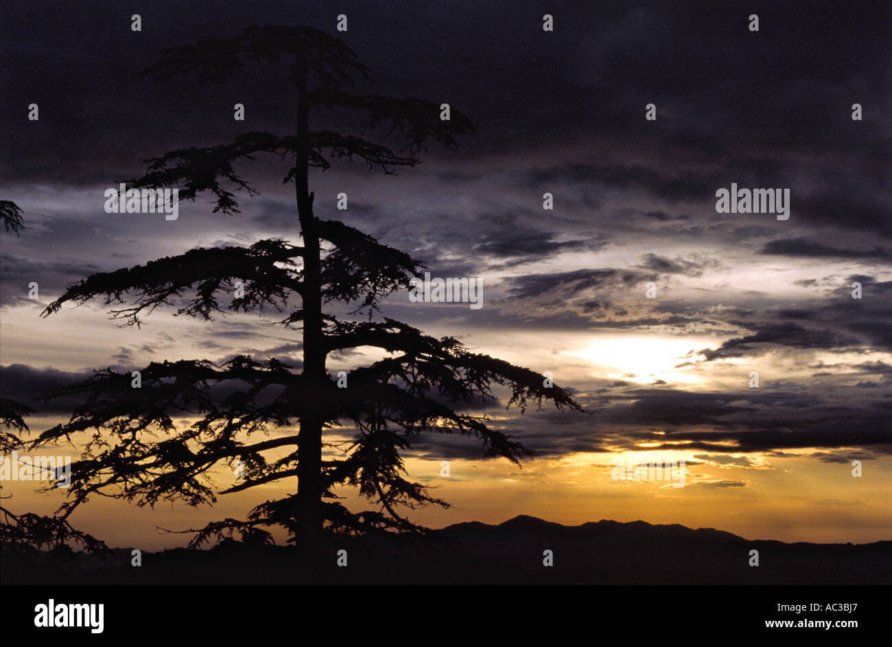 Baum Sonnenuntergang in Shimla Stockfoto